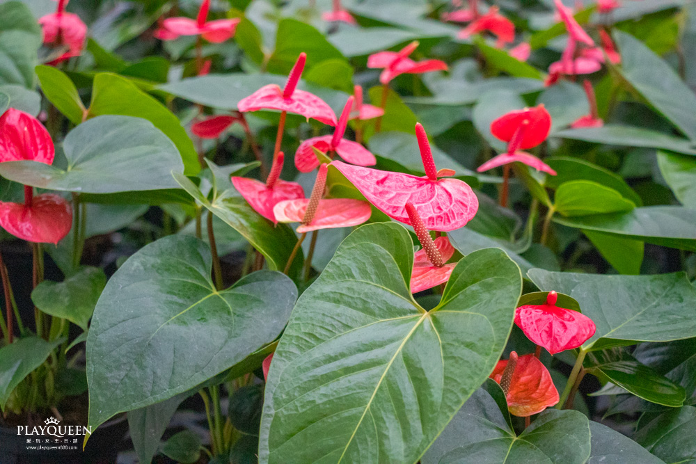 臺中區農業改良場