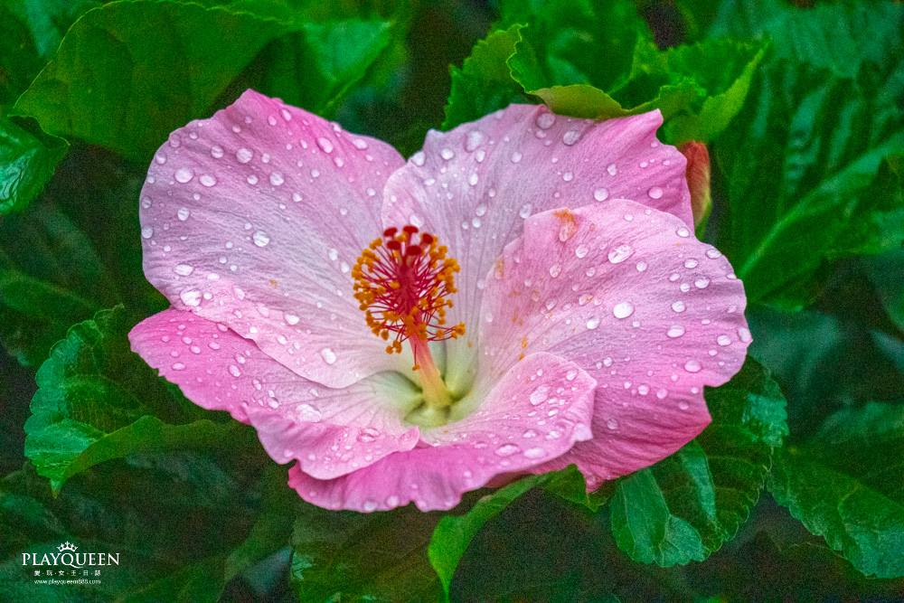 臺中區農業改良場