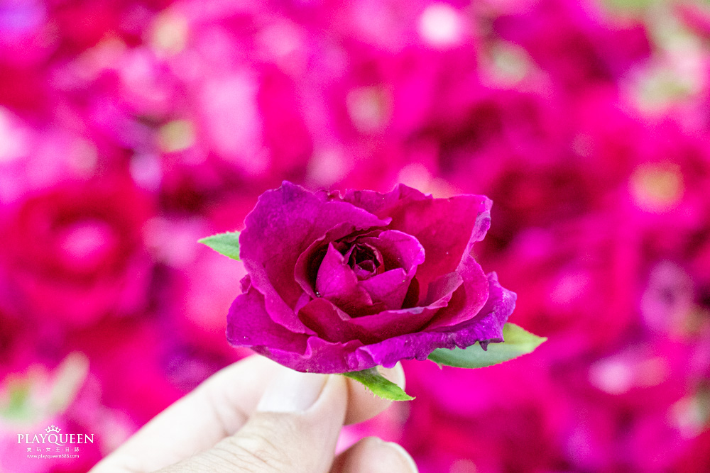 臺中區農業改良場