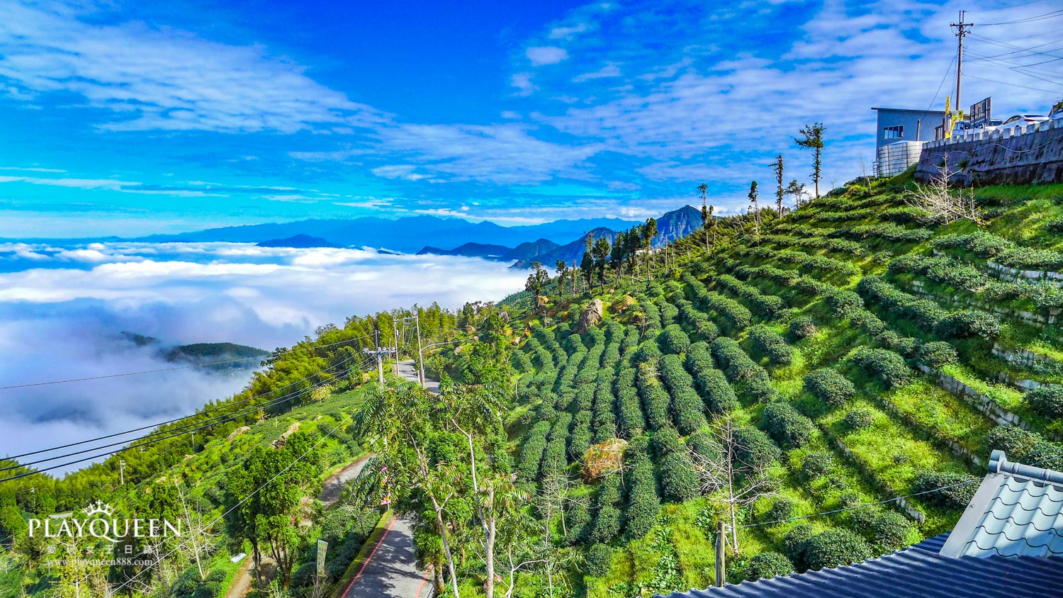 銀杏森林南投鹿谷