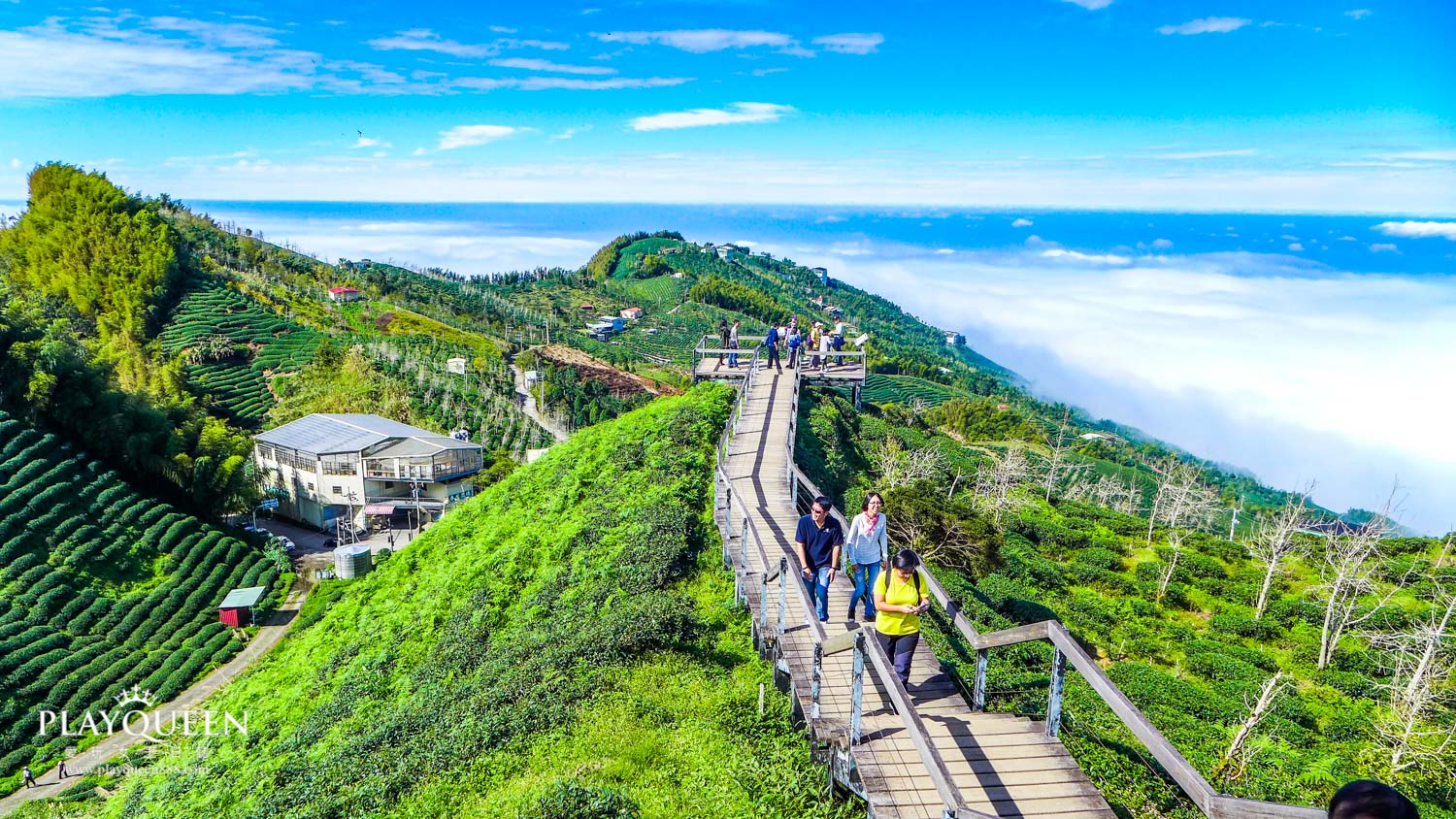 銀杏森林南投鹿谷