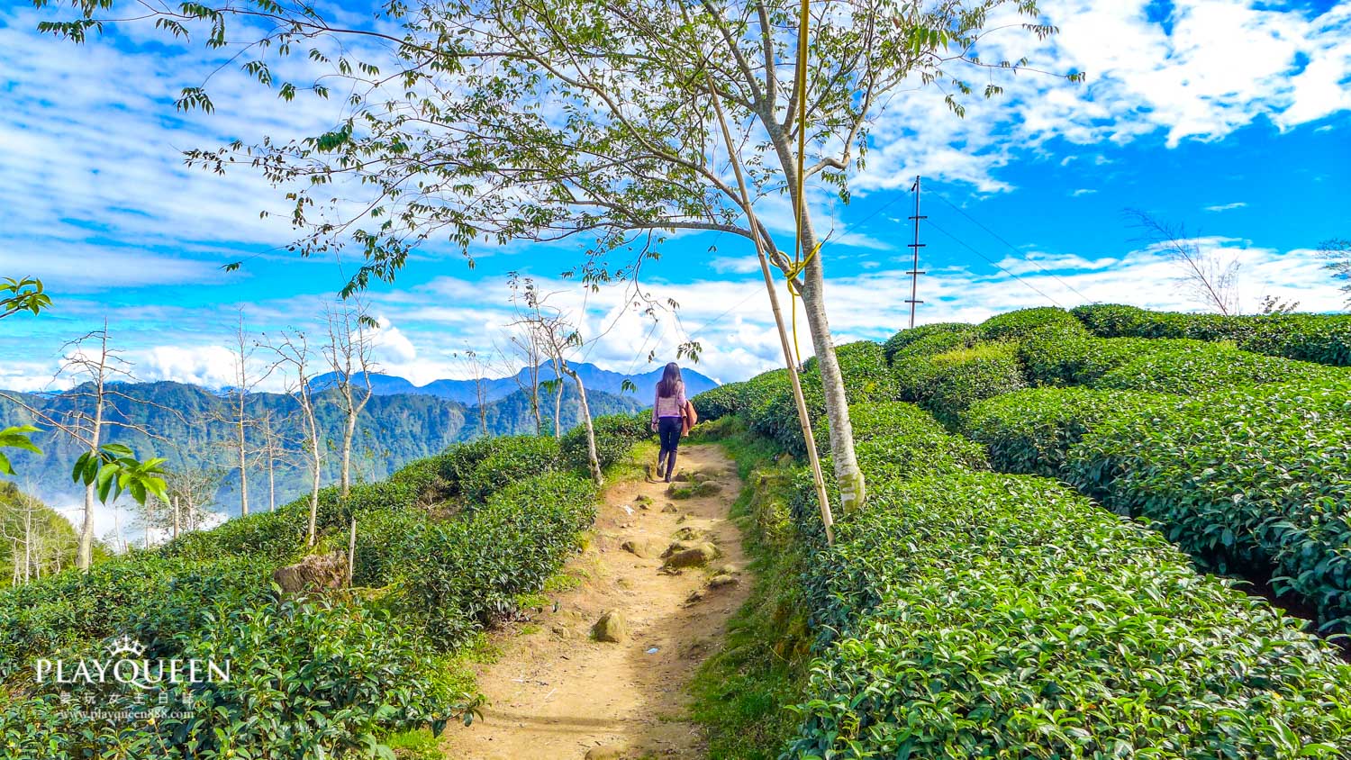 銀杏森林南投鹿谷