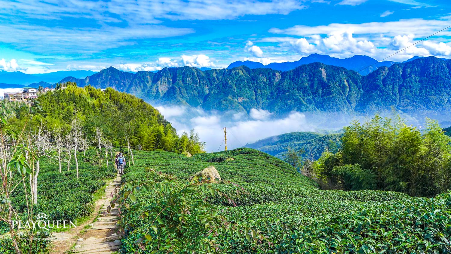 銀杏森林南投鹿谷