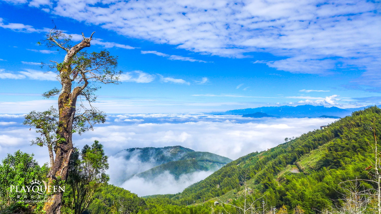 銀杏森林南投鹿谷