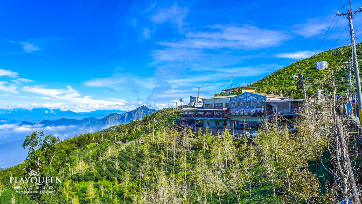 銀杏森林南投鹿谷