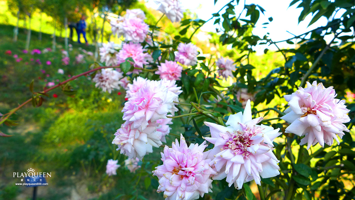 苗栗七里香玫瑰森林