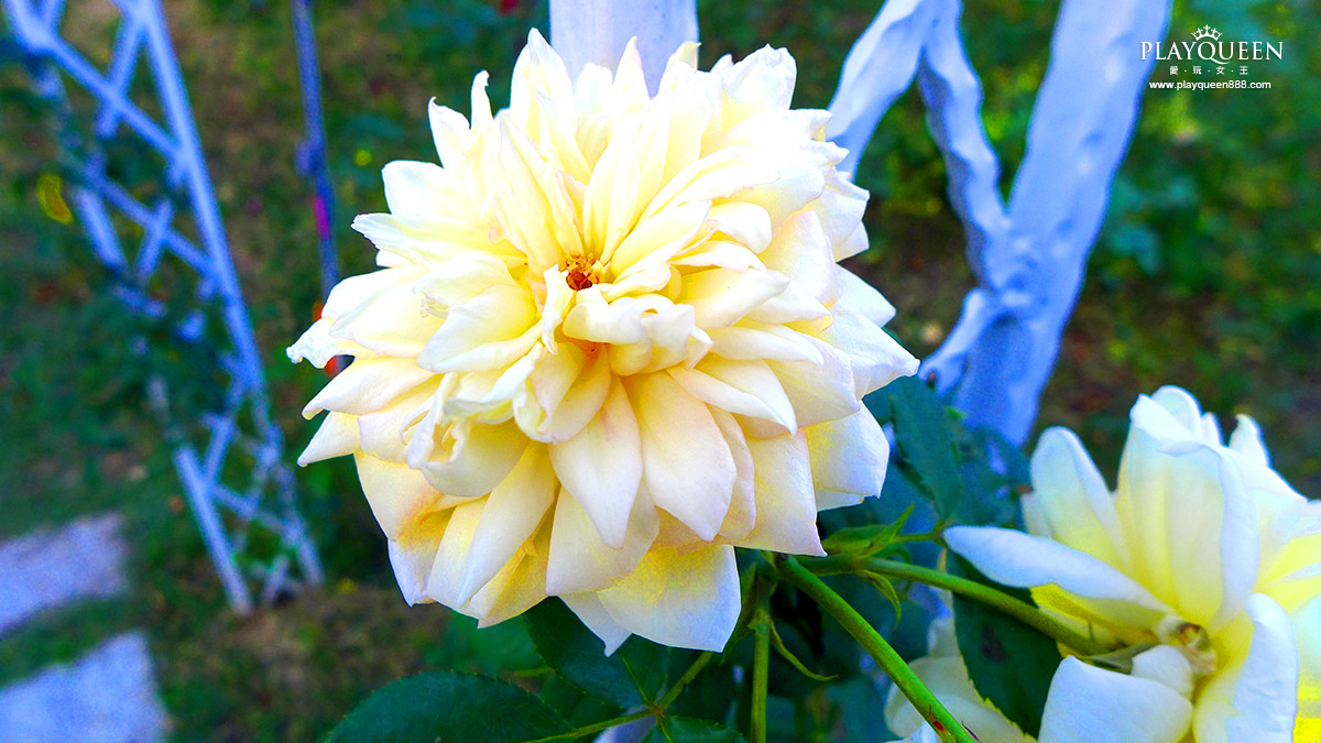 苗栗七里香玫瑰森林