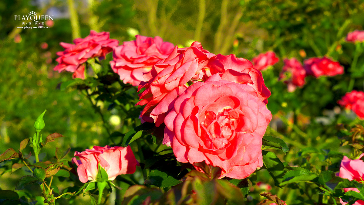 苗栗七里香玫瑰森林