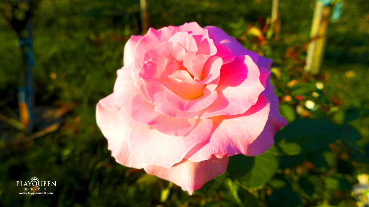 苗栗七里香玫瑰森林