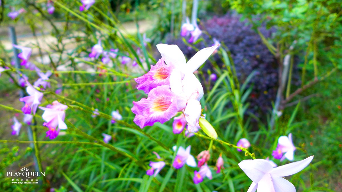 雅聞七里香玫瑰森林