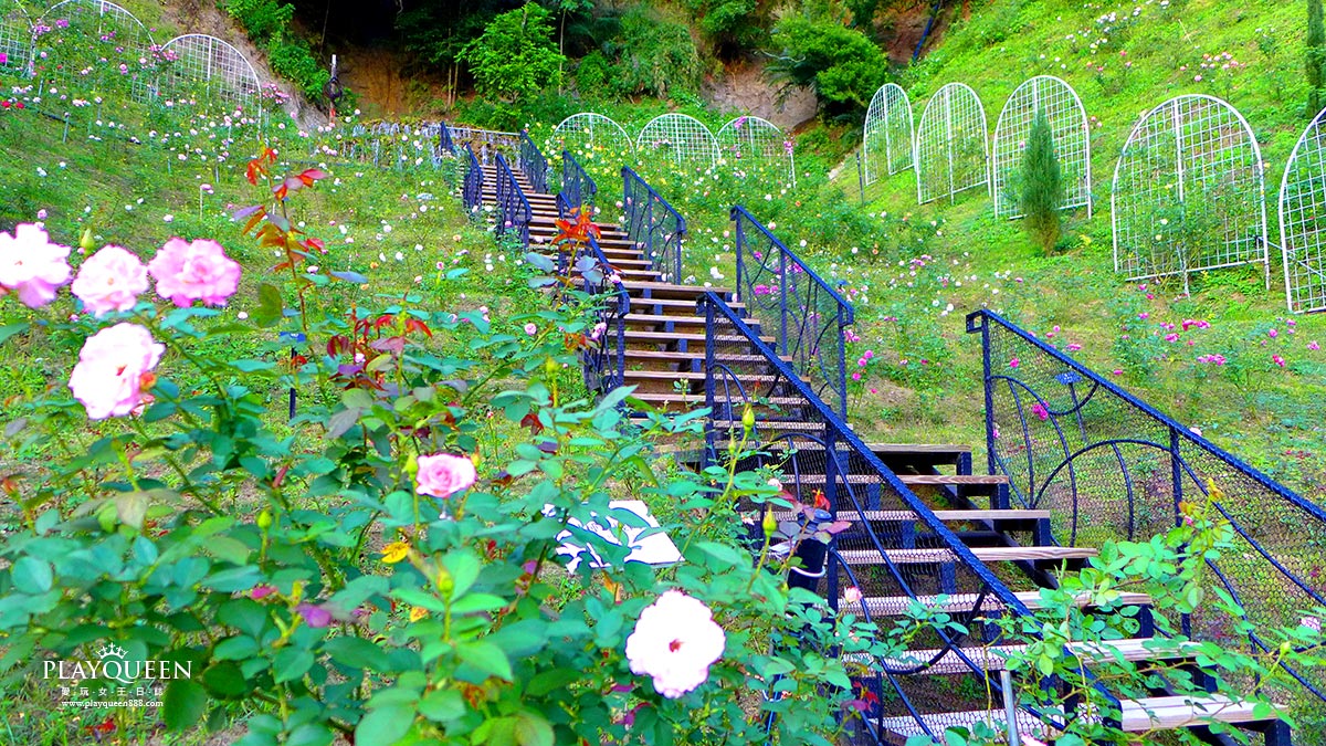雅聞七里香玫瑰森林
