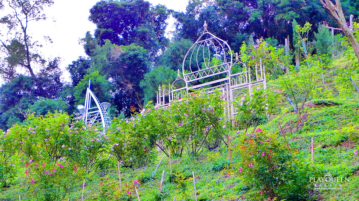 雅聞七里香玫瑰森林