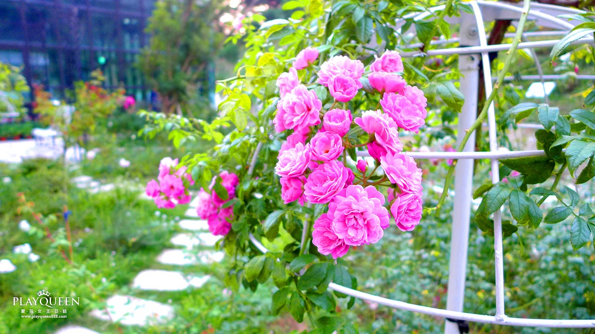 雅聞七里香玫瑰森林