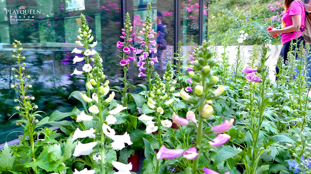 雅聞七里香玫瑰森林