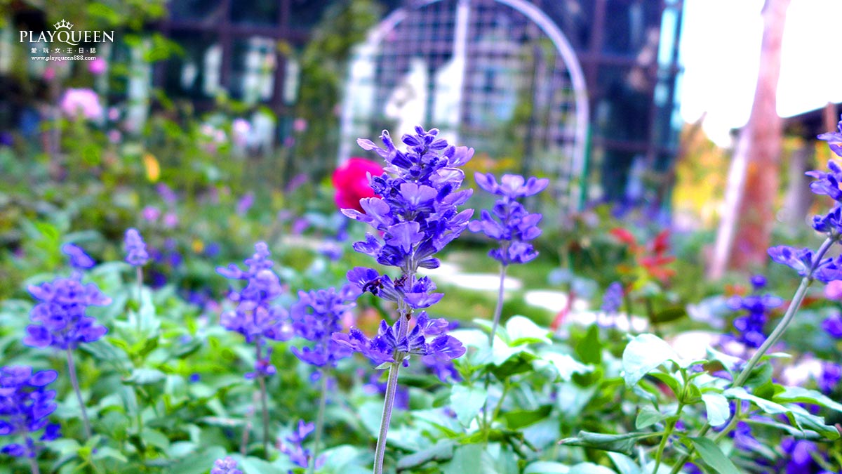 雅聞七里香玫瑰森林