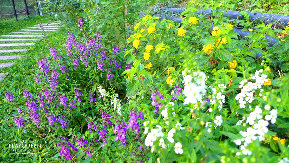 雅聞七里香玫瑰森林