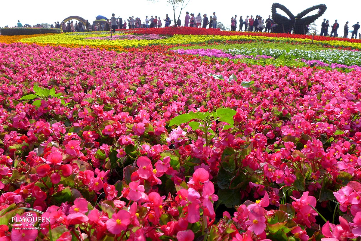2016臺中國際花毯節，后里花田綠廊