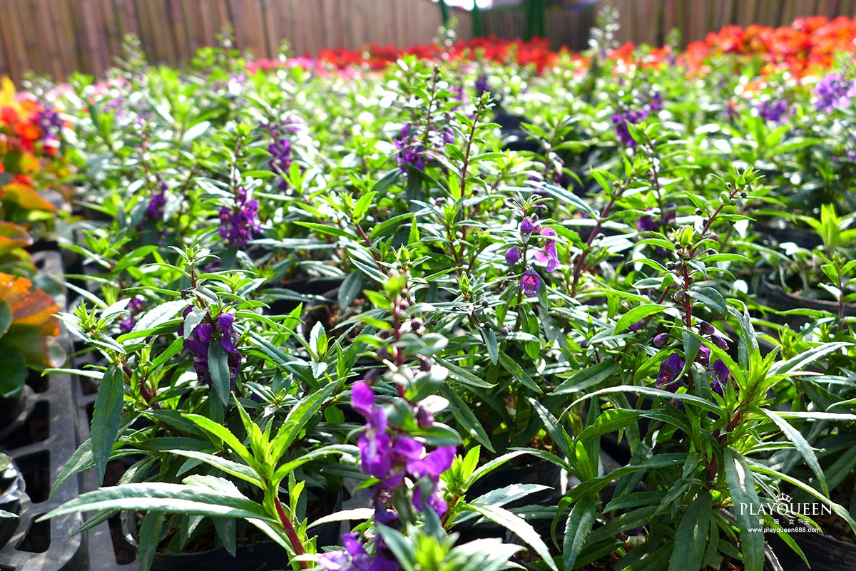 2016臺中國際花毯節，后里花田綠廊