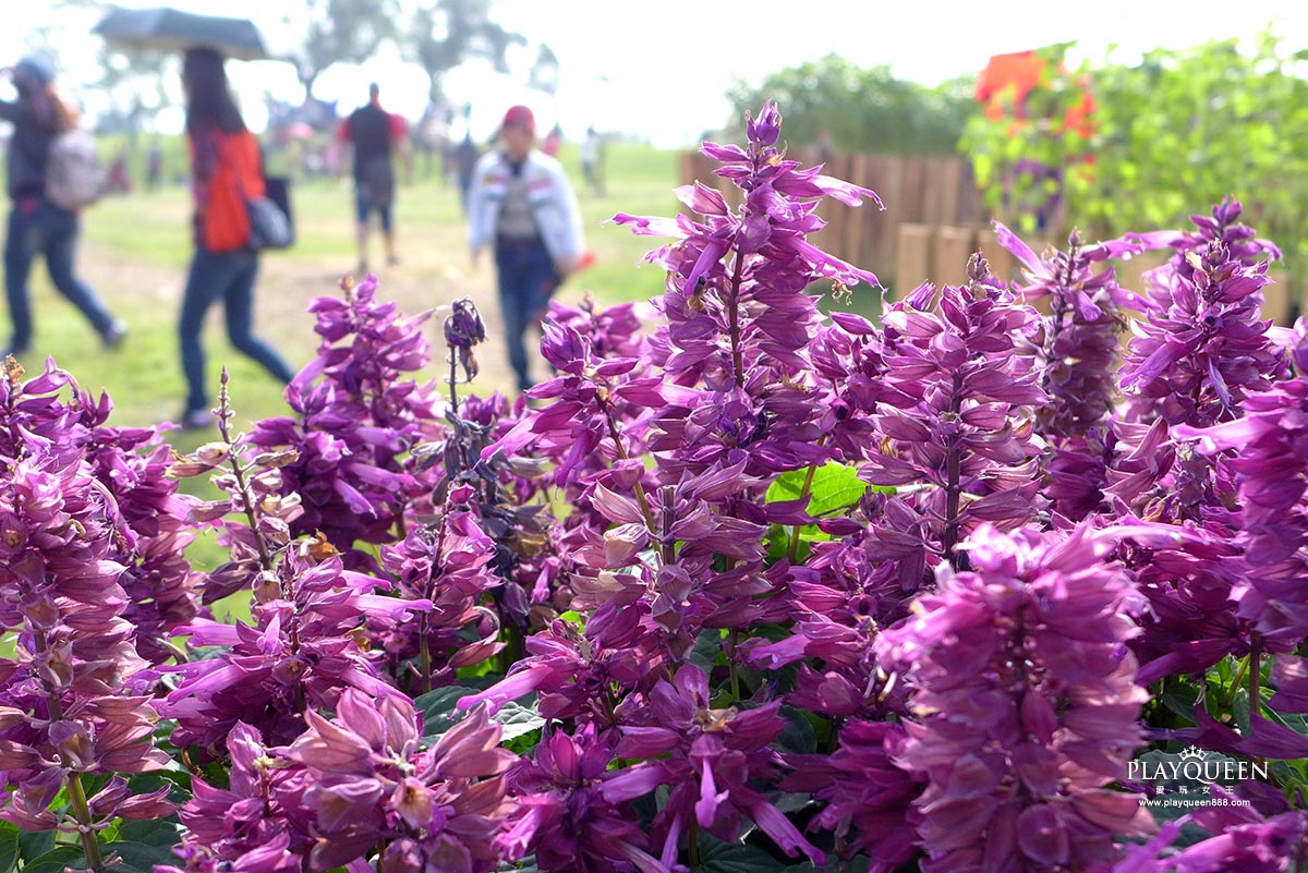 2016臺中國際花毯節，后里花田綠廊