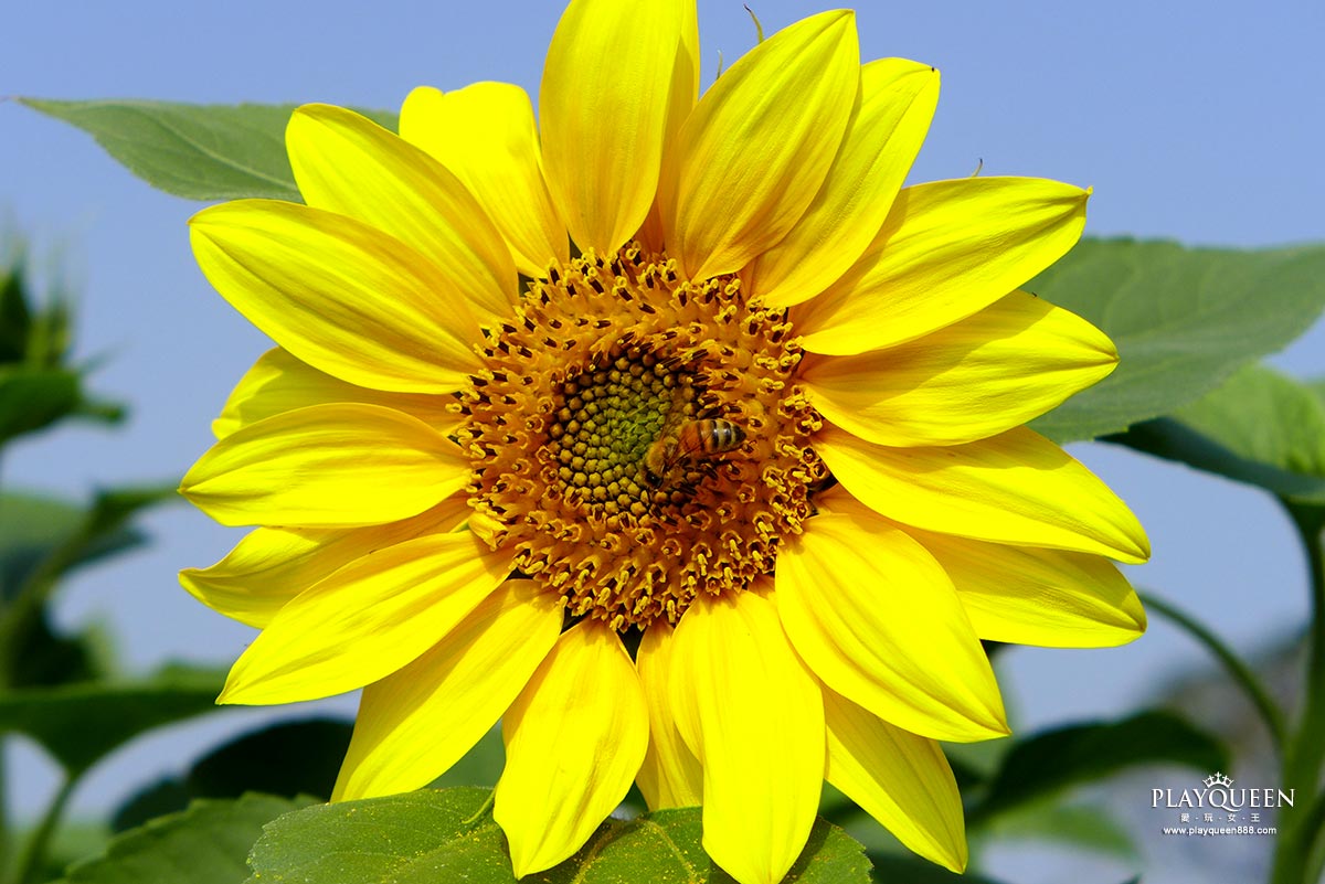 2016臺中國際花毯節，后里花田綠廊