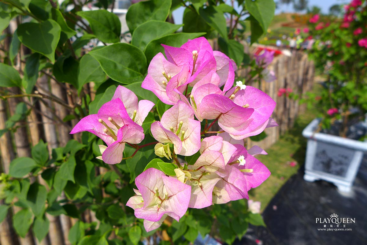 2016臺中國際花毯節，后里花田綠廊