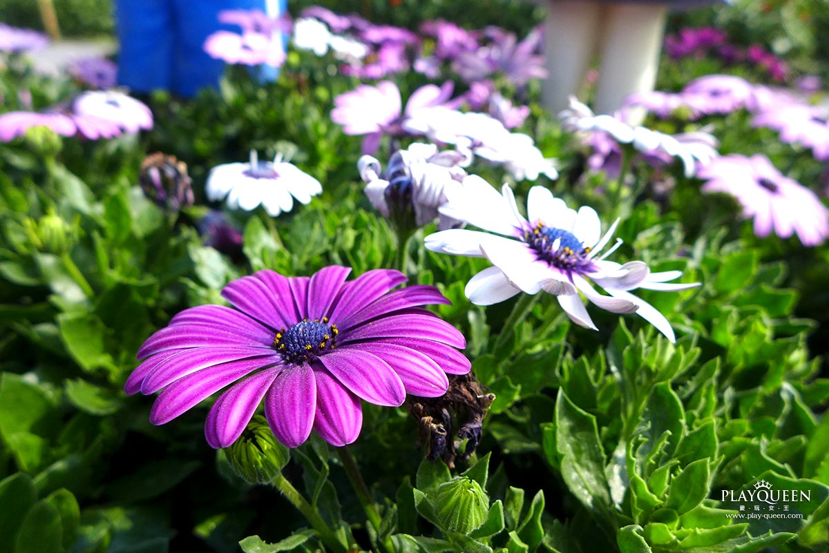 2016臺中國際花毯節，后里花田綠廊
