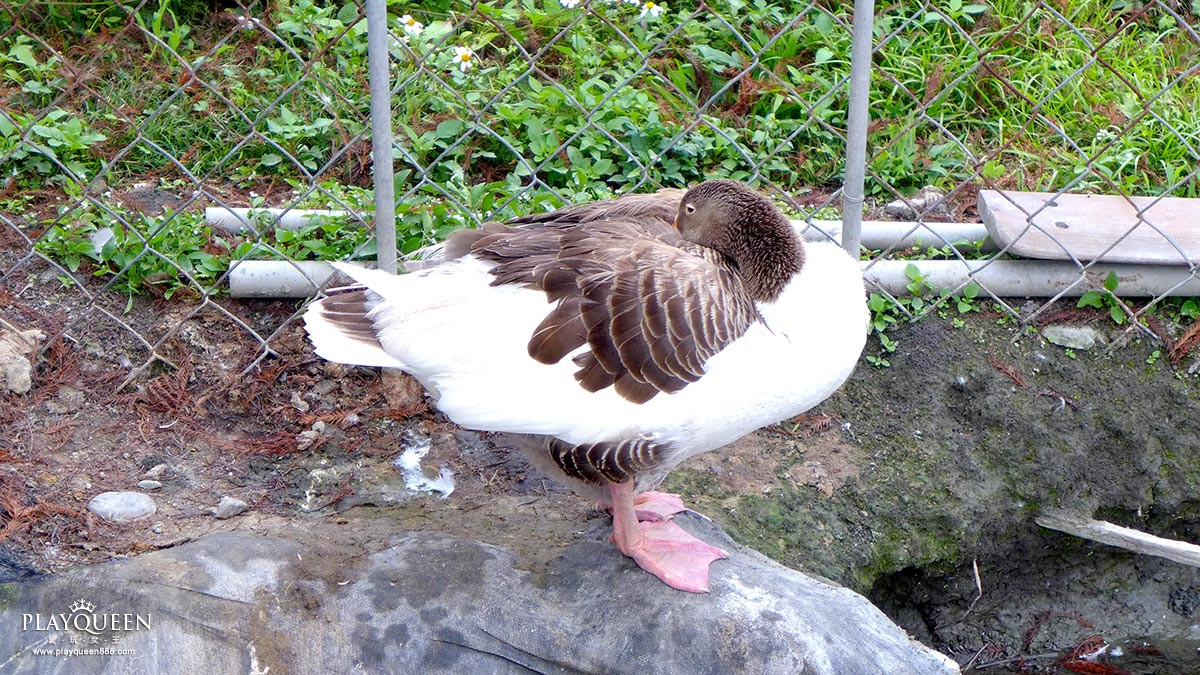 彰化田尾菁芳園