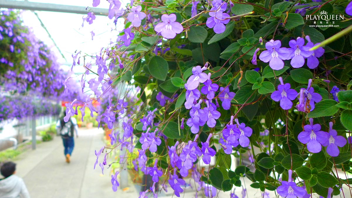 彰化田尾菁芳園
