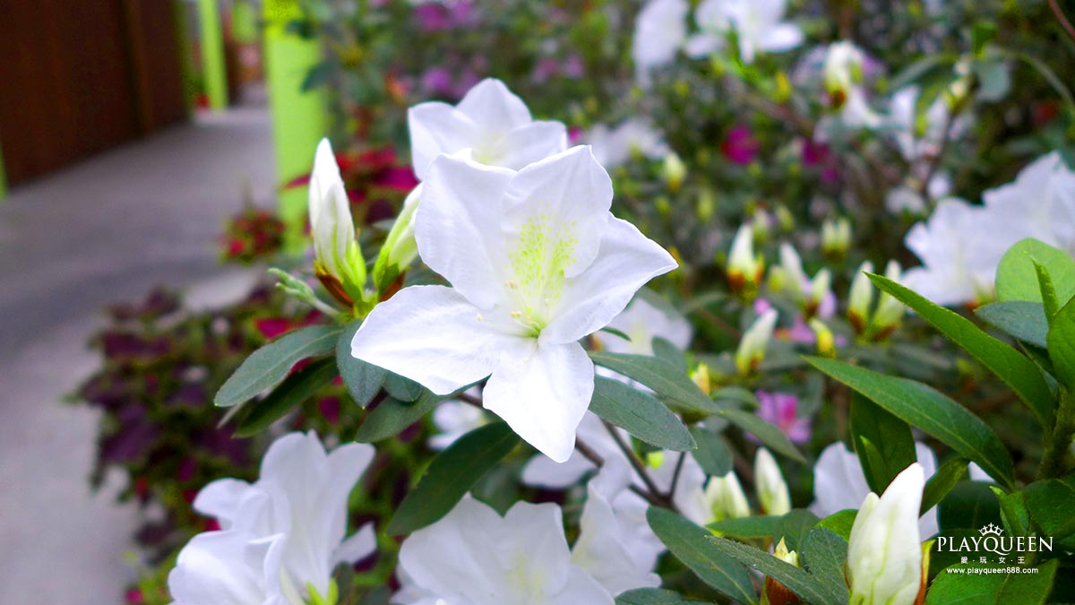 彰化田尾菁芳園