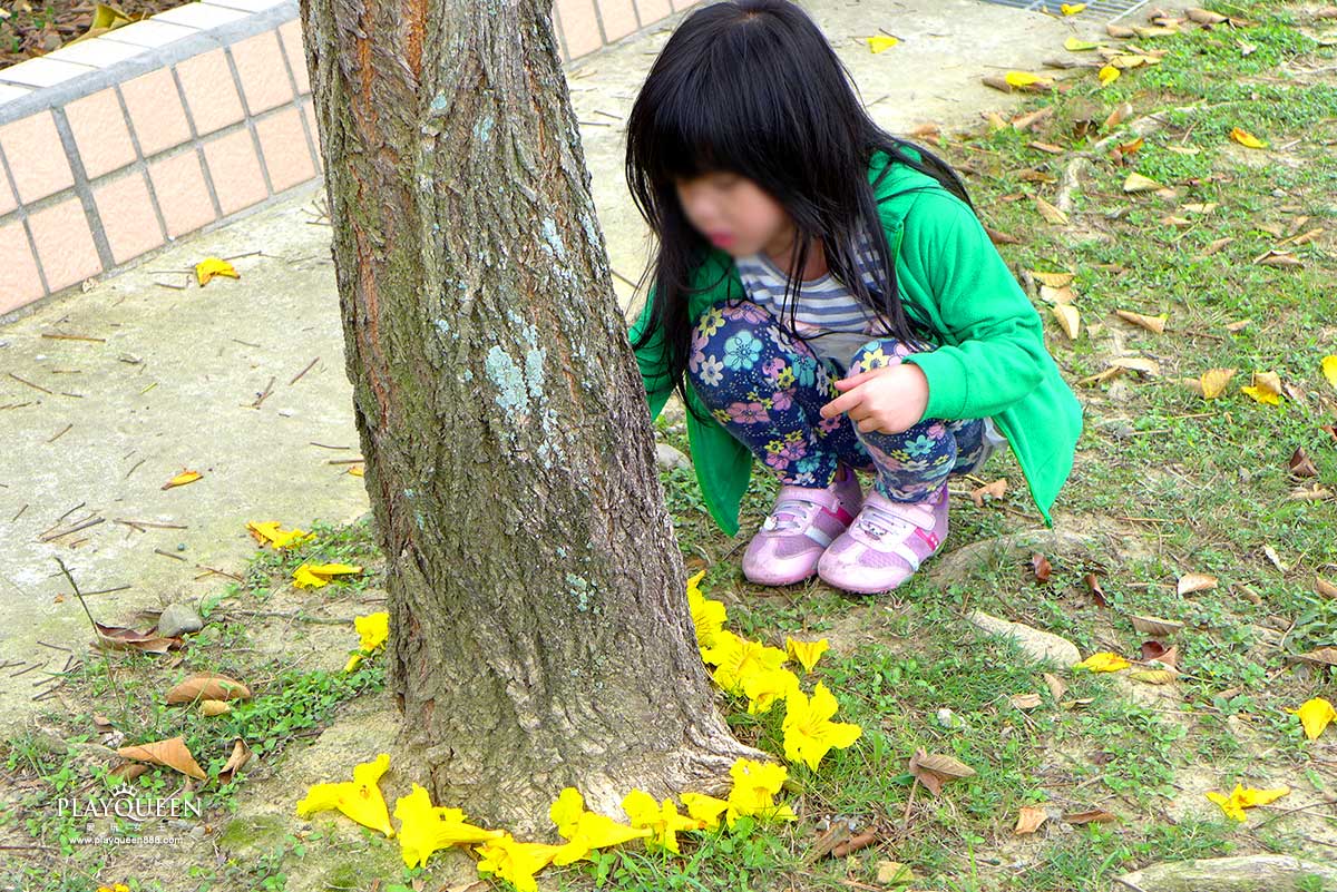 廍子公園,黃花風鈴木,黃金風鈴木