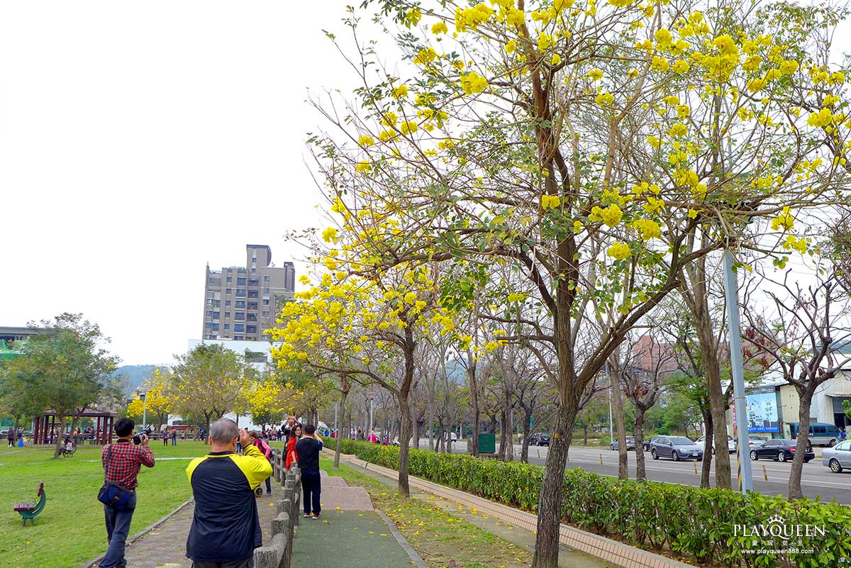 廍子公園,黃花風鈴木,黃金風鈴木