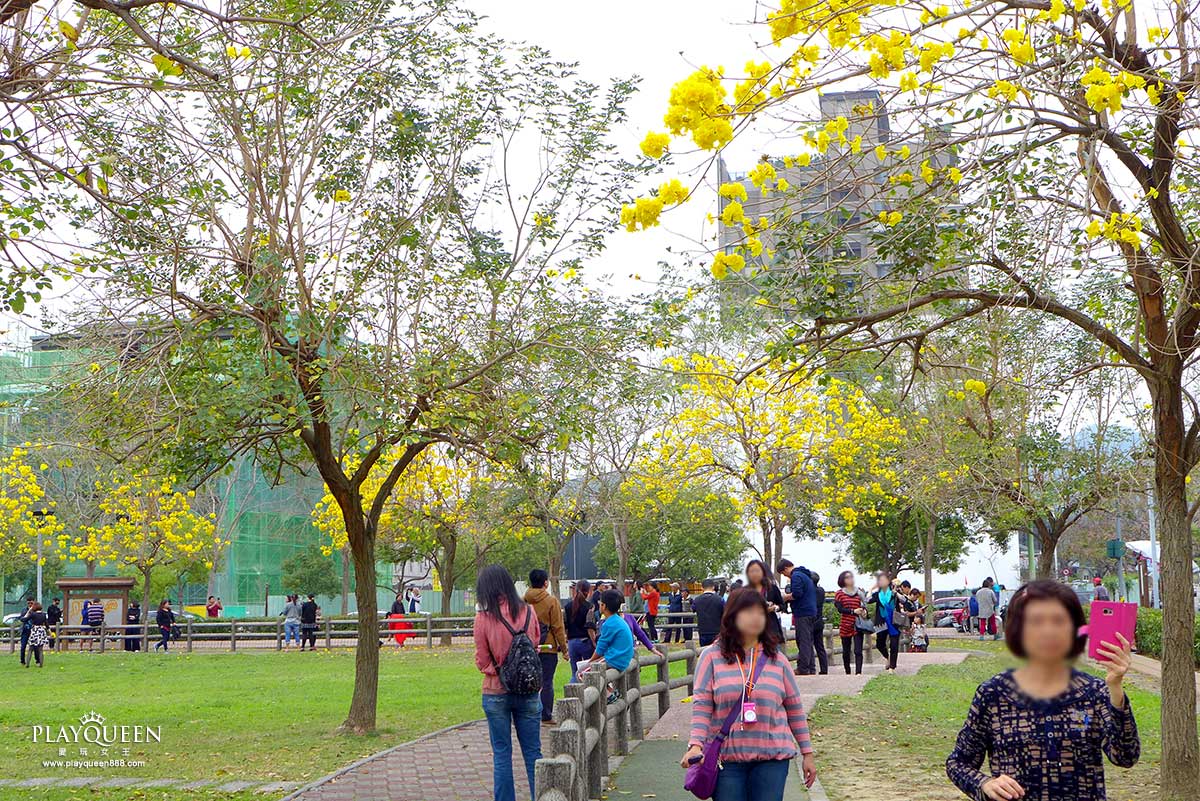 廍子公園,黃花風鈴木,黃金風鈴木