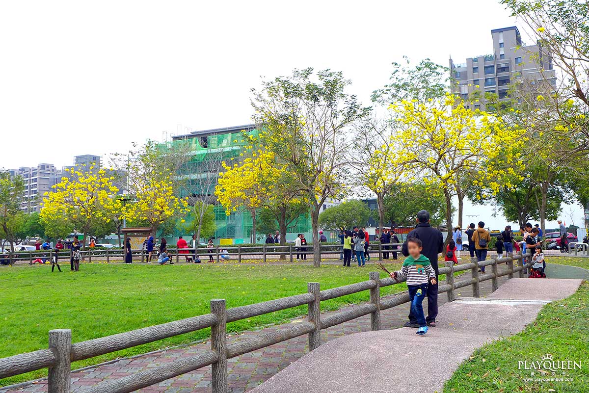廍子公園,黃花風鈴木,黃金風鈴木