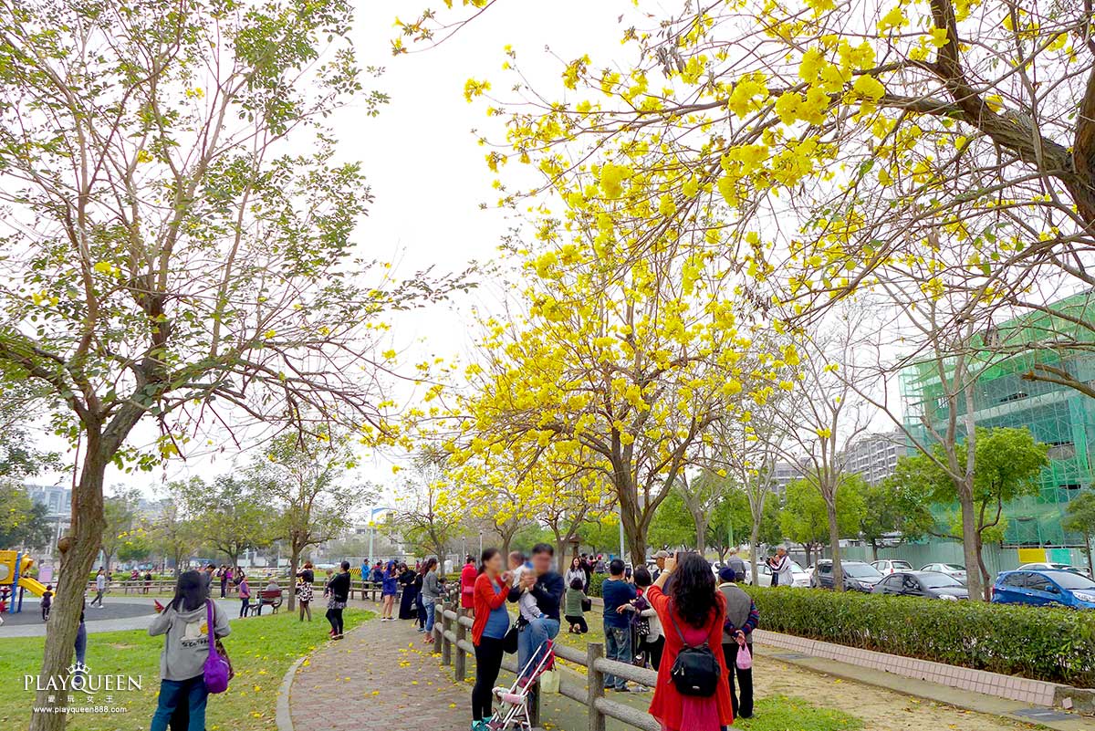 廍子公園,黃花風鈴木,黃金風鈴木