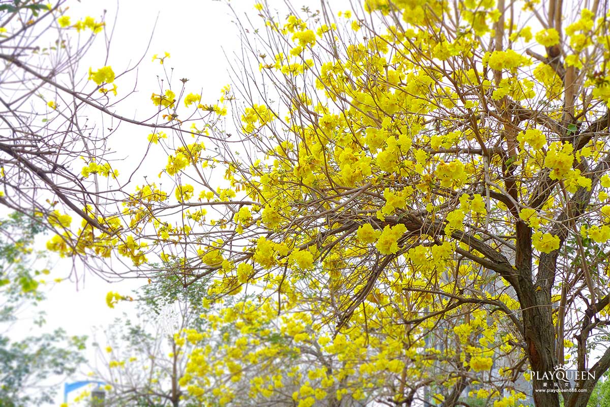 廍子公園,黃花風鈴木,黃金風鈴木