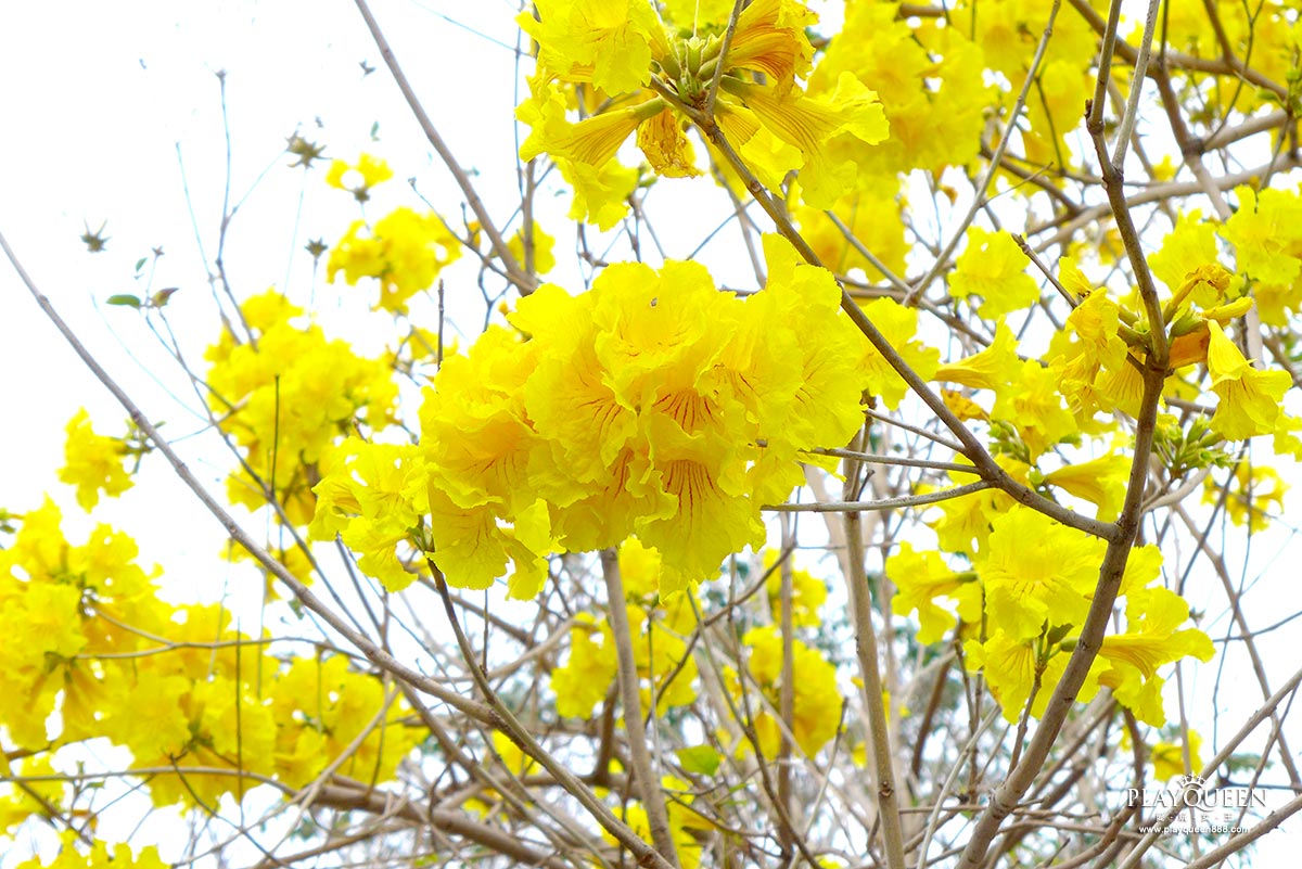廍子公園,黃花風鈴木,黃金風鈴木