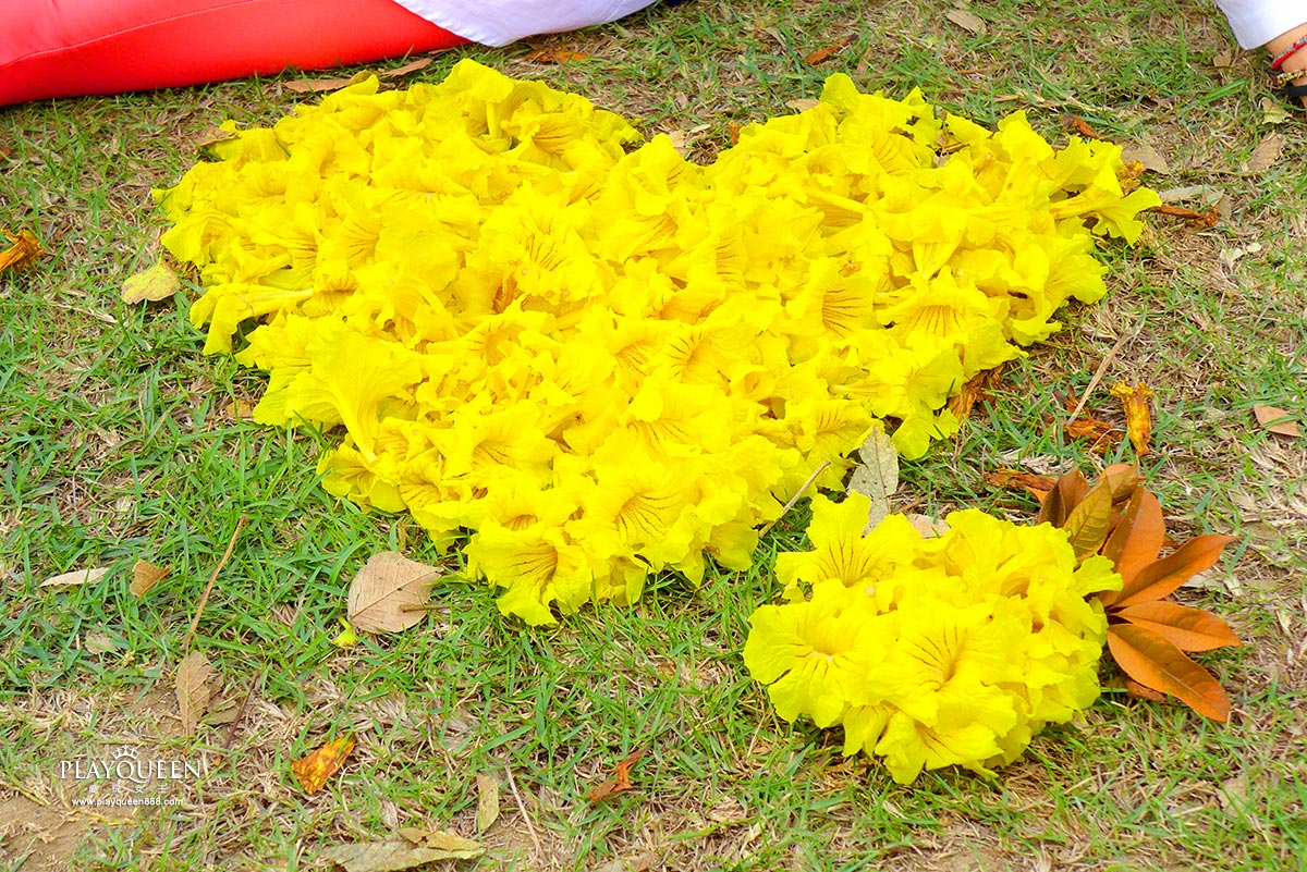 廍子公園,黃花風鈴木,黃金風鈴木