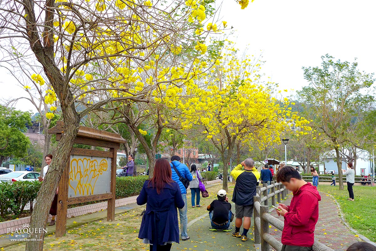 廍子公園,黃花風鈴木,黃金風鈴木