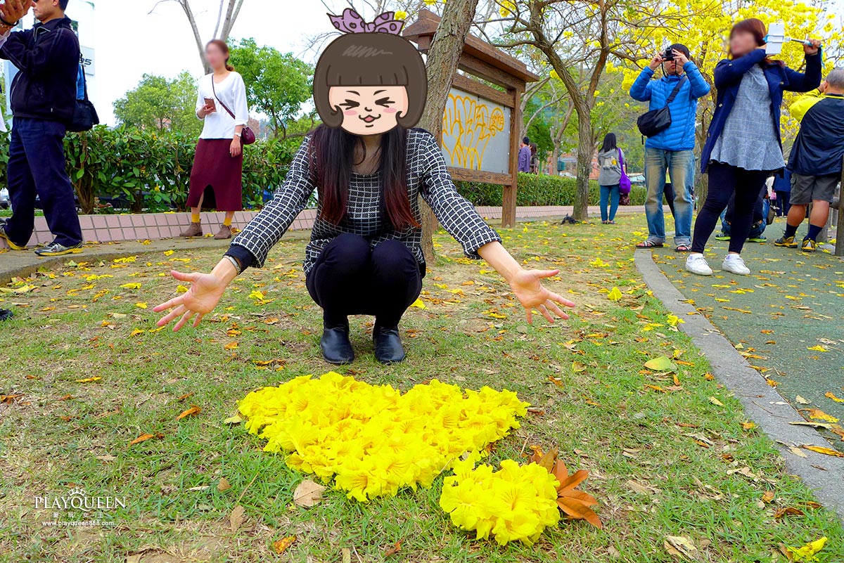 廍子公園,黃花風鈴木,黃金風鈴木