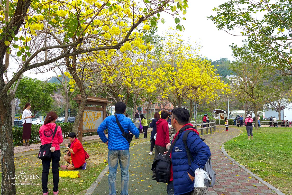 廍子公園,黃花風鈴木,黃金風鈴木