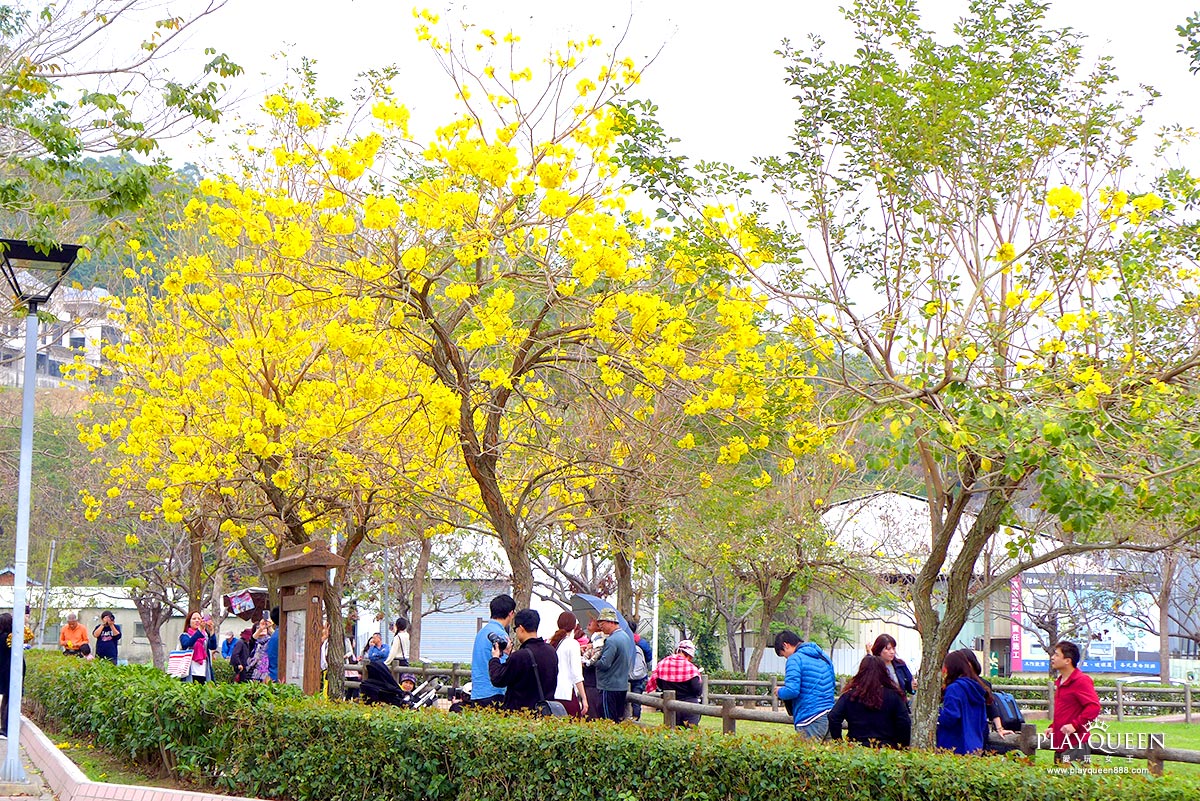 廍子公園,黃花風鈴木,黃金風鈴木