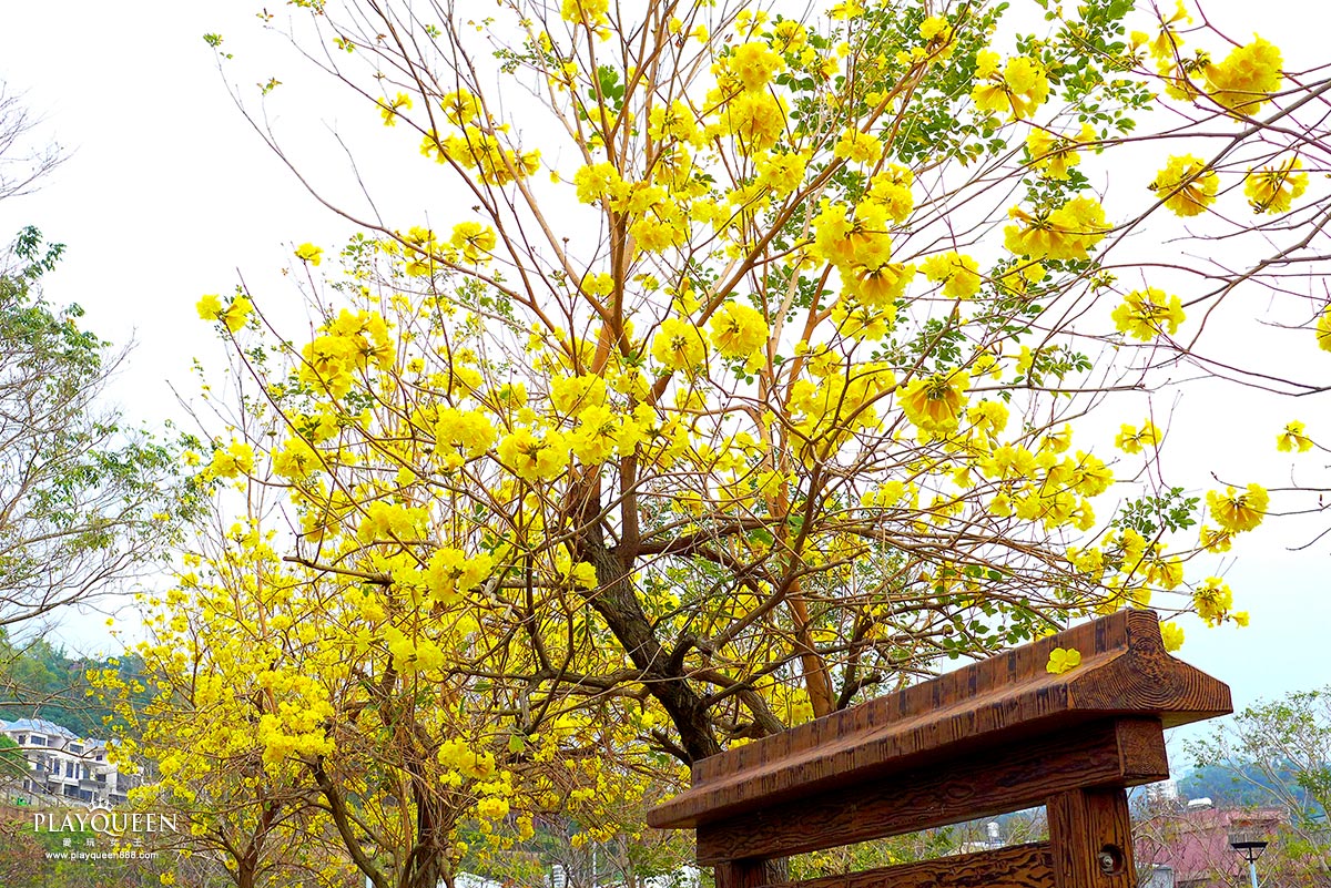 廍子公園,黃花風鈴木,黃金風鈴木