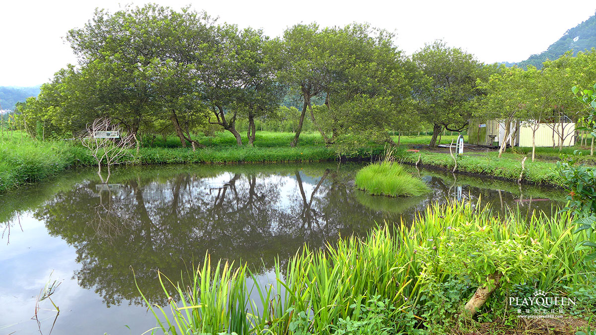 2017日月潭金針花季