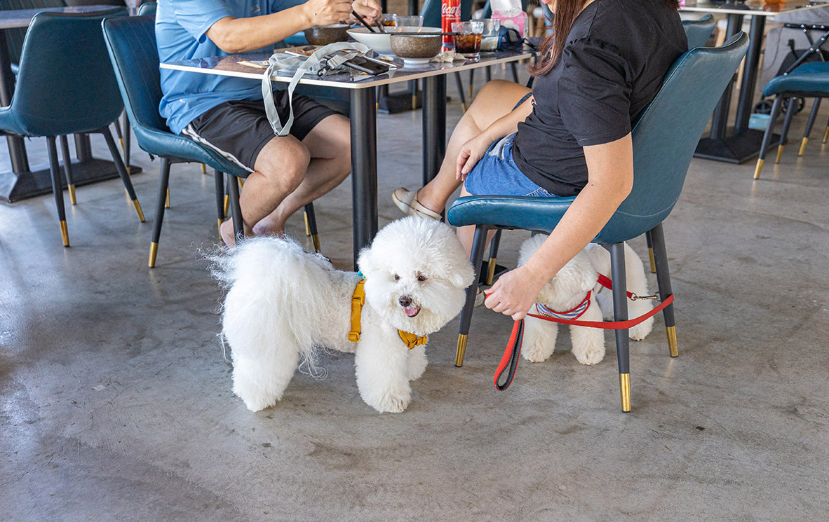 野沐私房菜｜台中寵物友善餐廳推薦