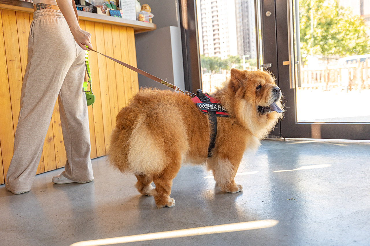 野沐私房菜｜台中寵物友善餐廳推薦