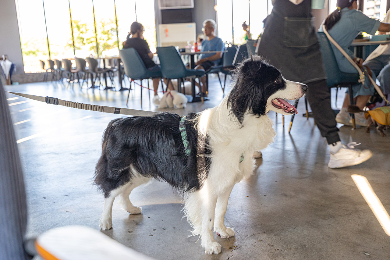 野沐私房菜｜台中寵物友善餐廳推薦