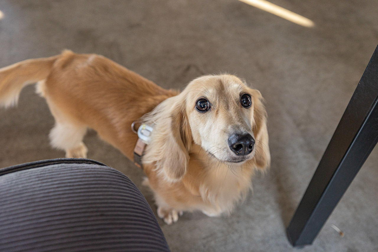 野沐私房菜｜台中寵物友善餐廳推薦