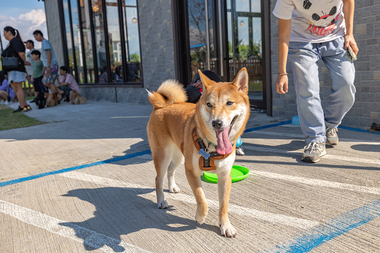 野沐私房菜｜台中寵物友善餐廳推薦