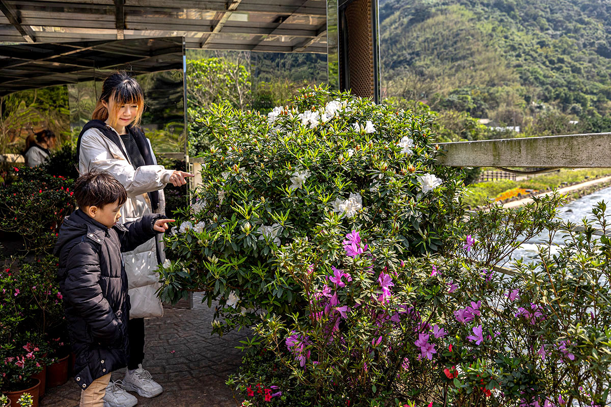 2025萬金杜鵑花展．一起出花｜2025新北景點｜萬里景點推薦