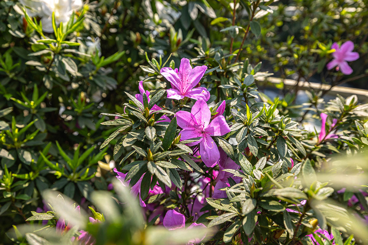 2025萬金杜鵑花展．一起出花｜2025新北景點｜萬里景點推薦